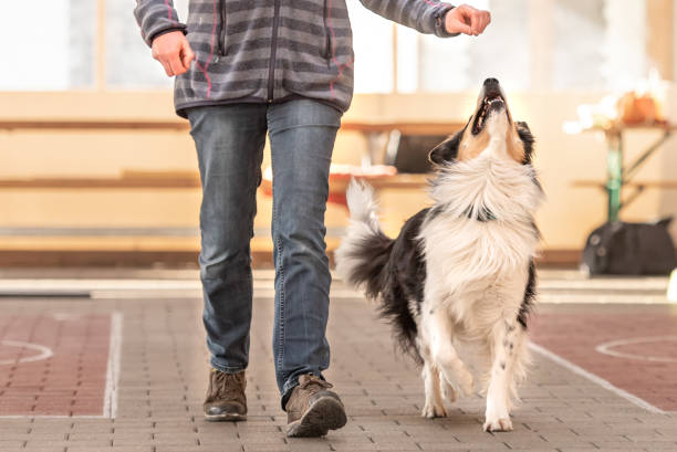 leash walking